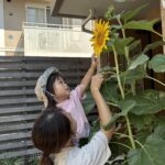 ひまわりに触れるこどもと保育士