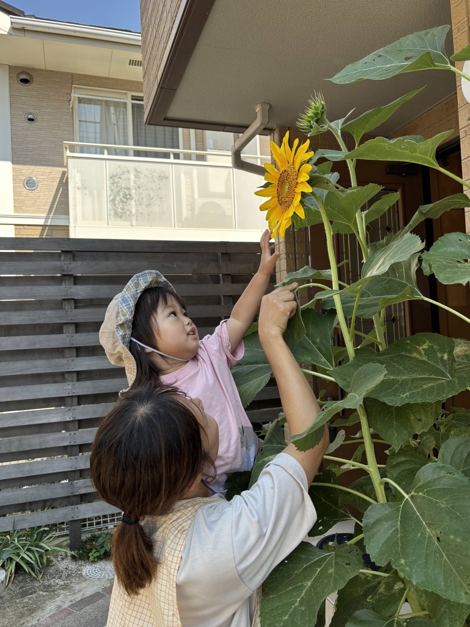 ひまわりに触れるこどもと保育士